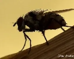 Mosca a contraluz