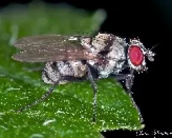 Mosquita rayada