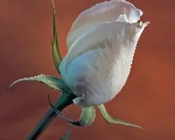 Boton de rosa blanca
