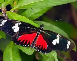 Heliconius doris