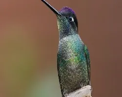 Otro colibrí