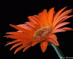 Yerbera naranja