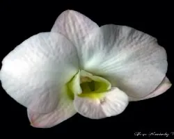 Orquídea