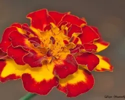 Flor Roja y amarilla