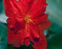 En rojo