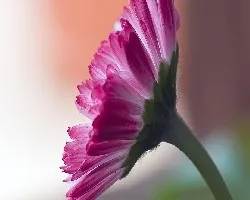 gerbera Rosada