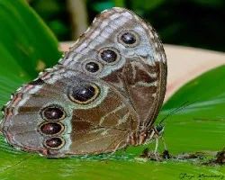 Morpho peleides