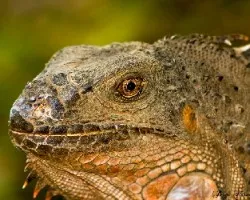 Iguana