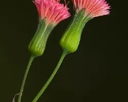 Parejita