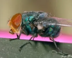 Otra mosca verde