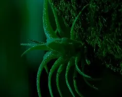 En verde