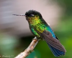 Panterpe insignis