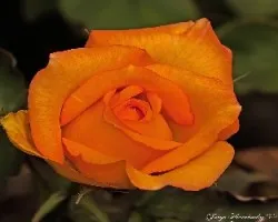 Rosa naranja