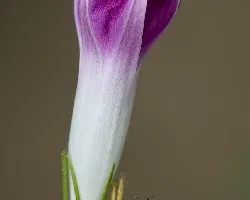 Boton Morado y Blanco