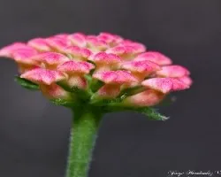 Botones de lantana