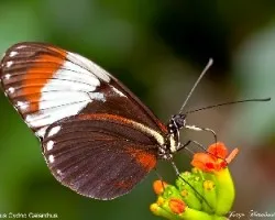 Heliconius cydno galanthus