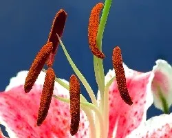Estambres