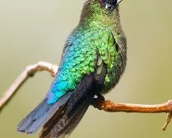 Panterpe insignis