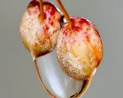 Frutillas