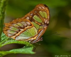 Siproeta stelenes