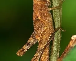 Saltamontes
