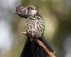 Contorsionista