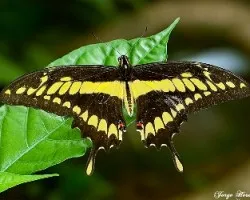 Heraclides crephontes