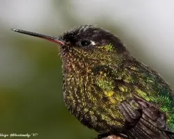 Un colibrí muy de cerca