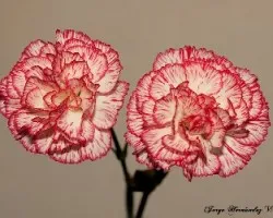 Claveles