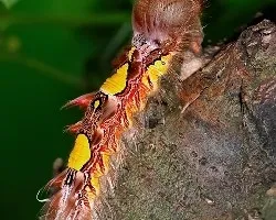 Oruga de la morpho pelides
