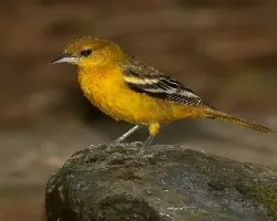 Cacique (Oriole Baltimore)