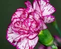 Clavel Fucsia