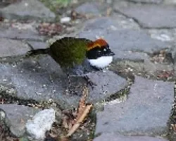 Chestnut