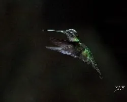 Purple throated mountain gem
