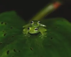 Teratohyla pulverata