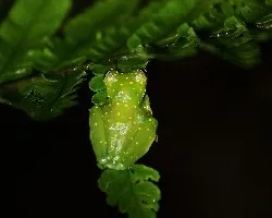 Teratohyla pulverata