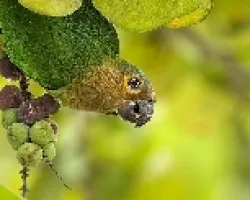 Aratinga pertinax