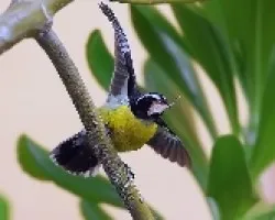 Mielero