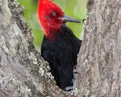 Pajaro Loco