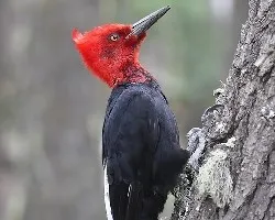 Magellanic Woodpecker