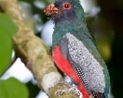 Salty-tailed Trogon macho