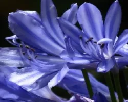 azul tupido