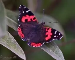 Vanessa Vulcania