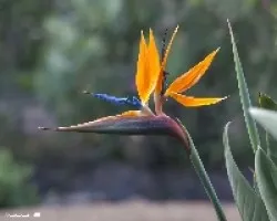 Strelitzia reginae