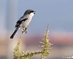 Alcaudón real (Lanius meridionalis) 