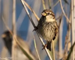 Gorrion moruno-Passer pispaniolensis