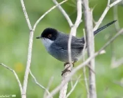 Curruca Cabecinegra, Sylvia melanocephala(?)