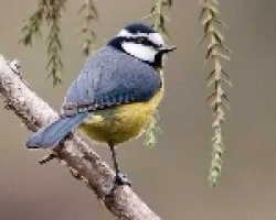 Herrerillo común (Parus caeruleus teneriffae)