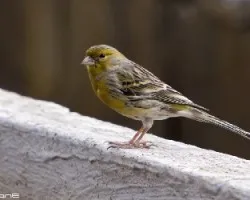 Canario Silvestre, Serinus canarias.