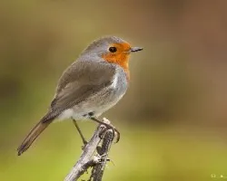 PETIRROJO (Erithacus rubecula superbus),